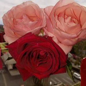 Meet your Posher, Diana